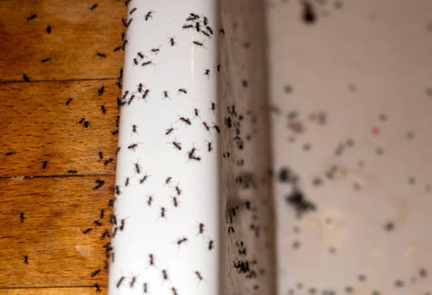 Best Pest Control Near Me  in Williamsburg, FL